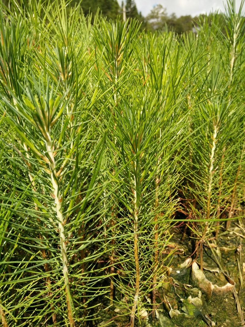 3代良种杉木苗，木荷，枫香，楠木，红豆杉，油茶，湿地松等