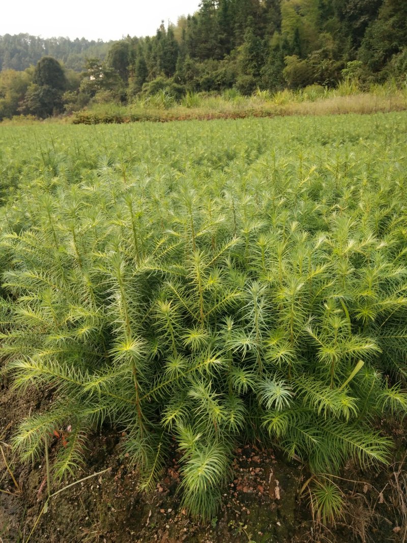 3代良种杉木苗，木荷，枫香，楠木，红豆杉，油茶，湿地松等