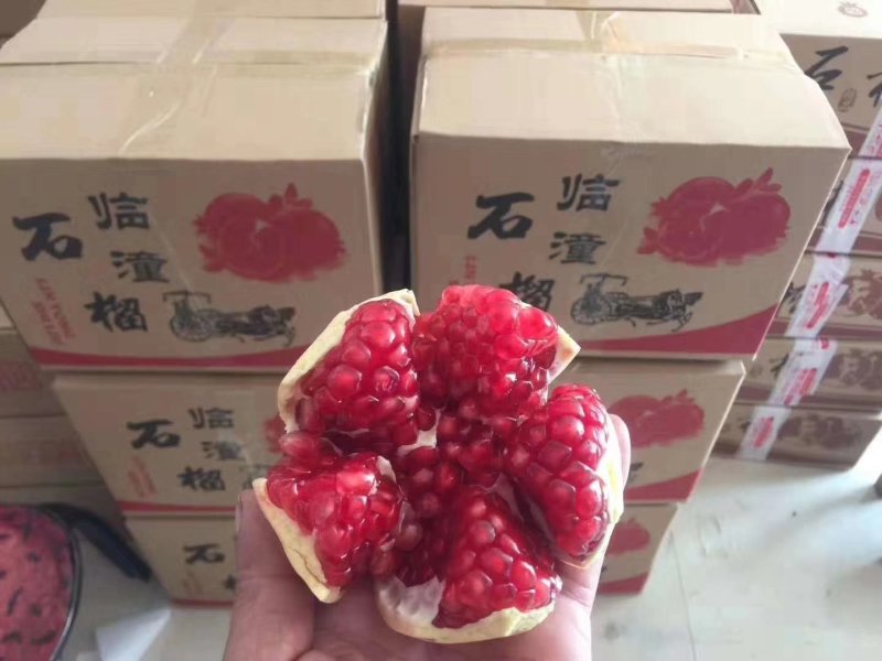 【一箱10斤】临潼甜石榴自家种植！籽大包甜甜，有批发价