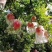 【一箱10斤】临潼甜石榴自家种植！籽大包甜甜，有批发价