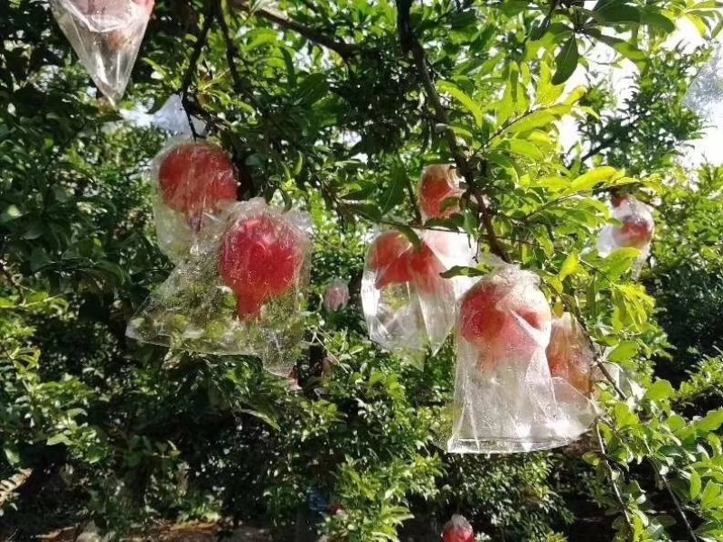 【一箱10斤】临潼甜石榴自家种植！籽大包甜甜，有批发价