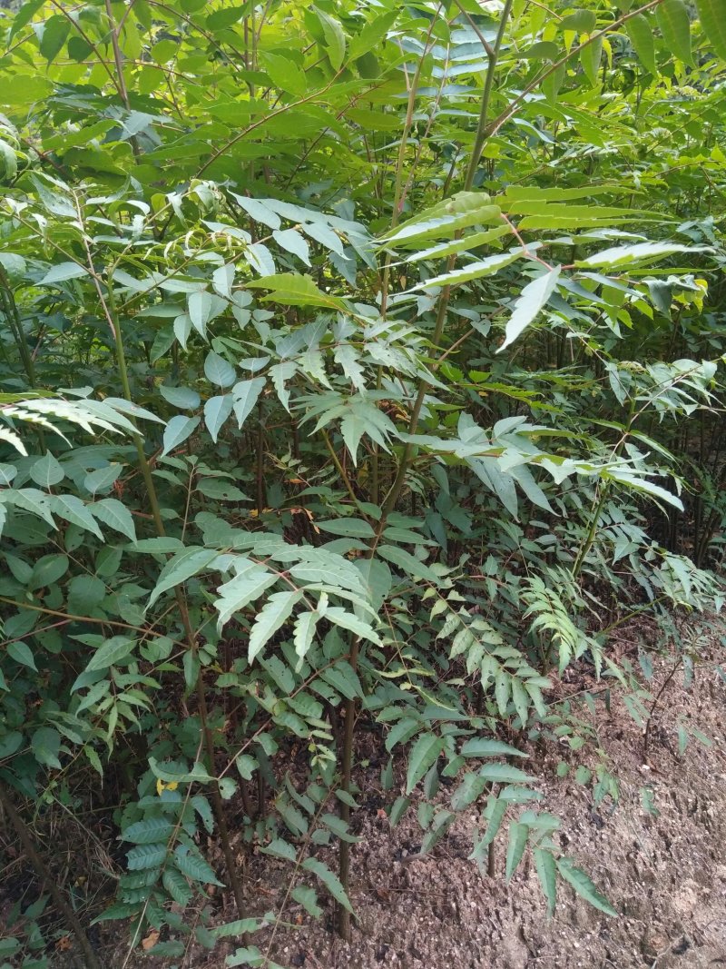 3代良种杉木苗，木荷，枫香，楠木，红豆杉，油茶，湿地松等