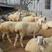 杜泊绵羊，澳洲白绵羊，萨福克，种公羊，羊苗，全国发货