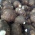 四川毛芋头品种纯正、吃起面糯不麻嘴