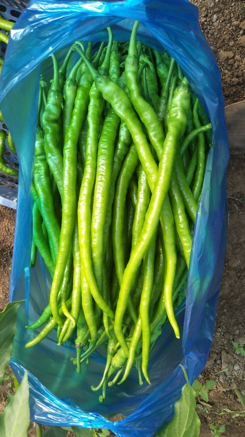 薄皮椒线椒