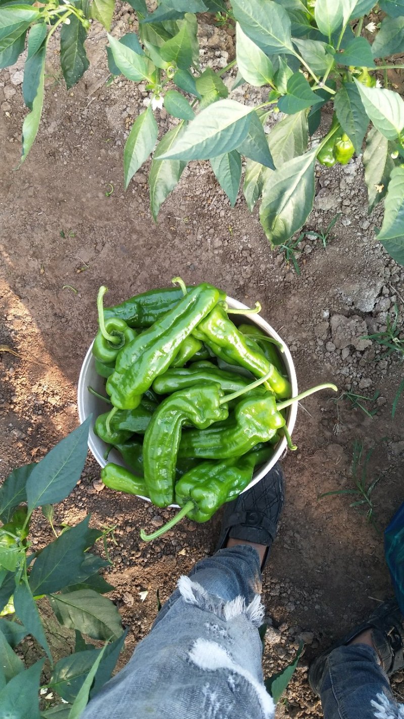 薄皮椒线椒