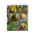 佛手树苗
