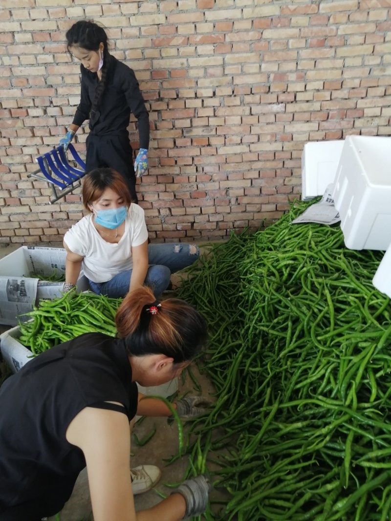 【实力】陕西渭南大茘线椒基地直供品种齐全欢迎来电咨询