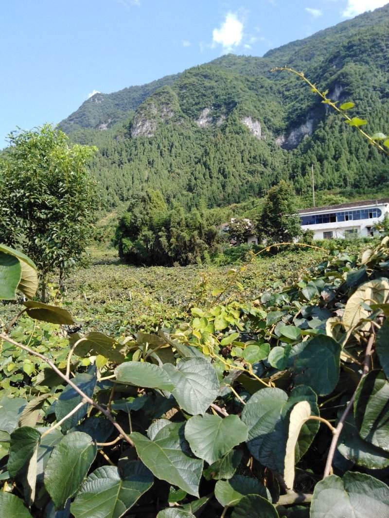 猕猴桃绿心米良一号(天门山)下