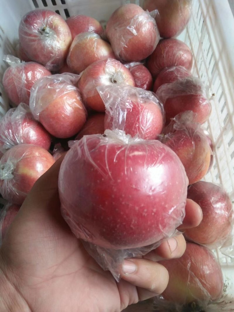 山东潍坊红富士苹果，80起步。一手货源。欢迎采购！
