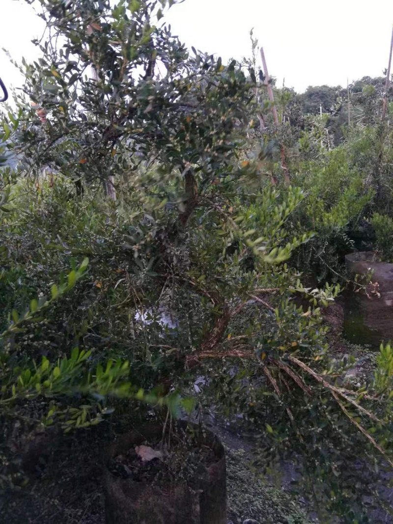 雀舌黄杨（高提根黄杨盆景）