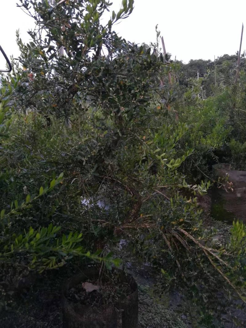 雀舌黄杨（高提根黄杨盆景）