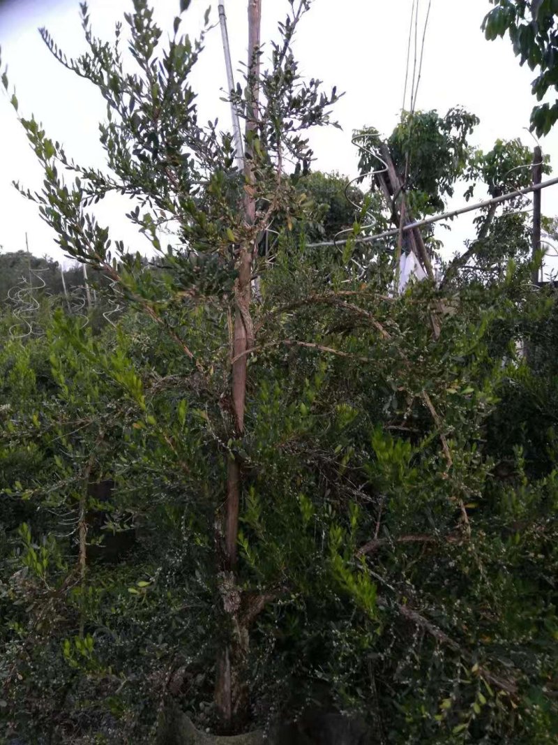雀舌黄杨（高提根黄杨盆景）