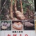 云南昭通小草坝天麻