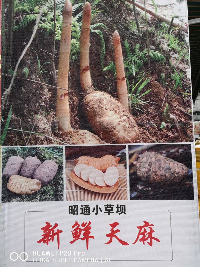 云南昭通小草坝天麻