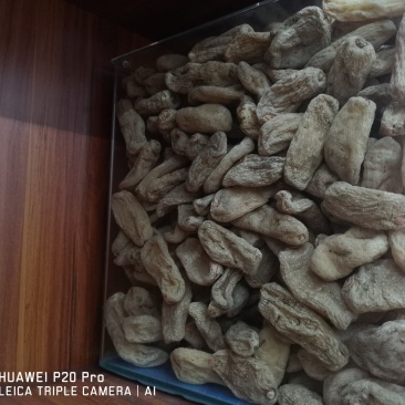 云南昭通小草坝天麻