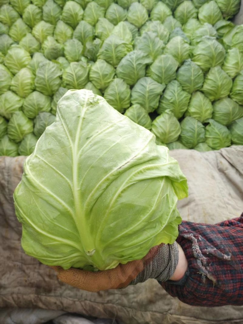 牛心甘蓝！欢迎订购！前来选购