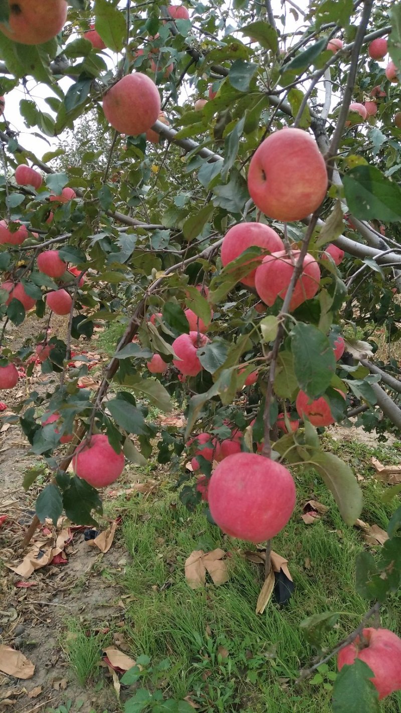 辽宁地区寒富苹果现以大量上市