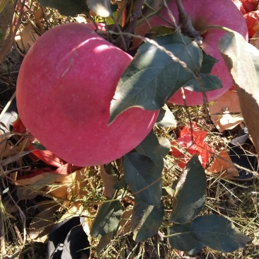辽宁地区寒富苹果现以大量上市
