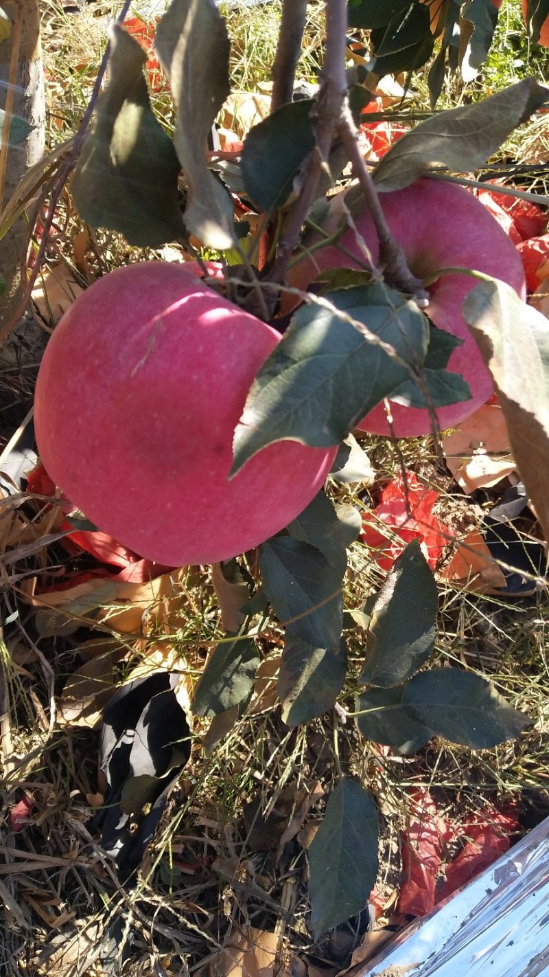 辽宁地区寒富苹果现以大量上市