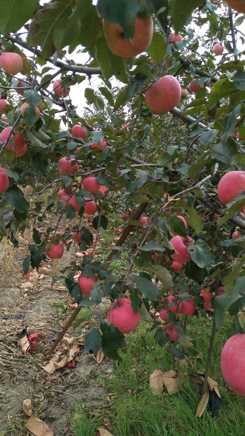辽宁地区寒富苹果现以大量上市