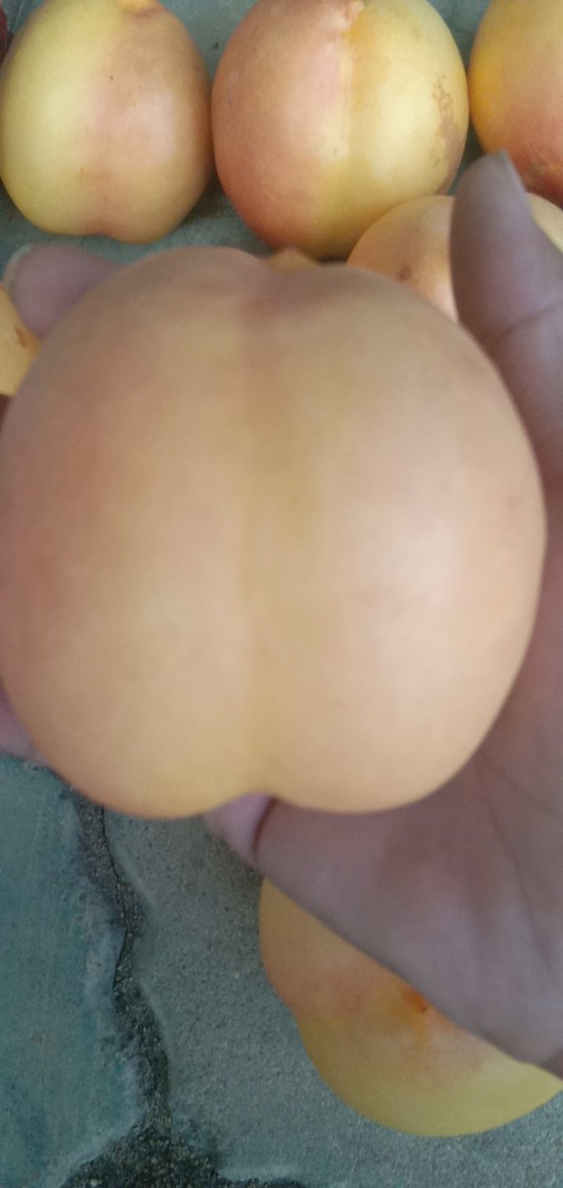 桃树苗钱树九，离核黄肉大油桃包成活技术指导