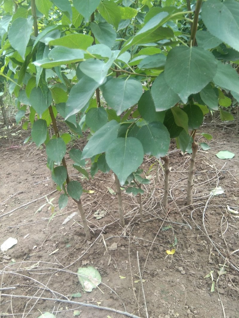 玫香蜜杏苗，早金燕蜜杏，丰圆红杏，本省包邮