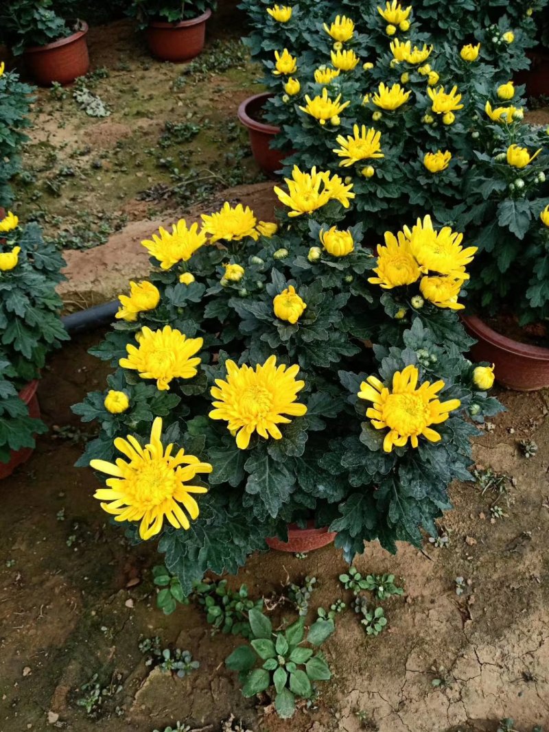 优质大菊花