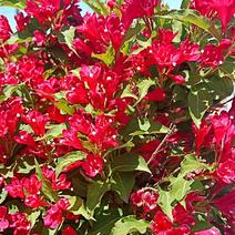 红王子锦带，锦带杯苗，绿化灌木，开红花，杯苗及扦插苗