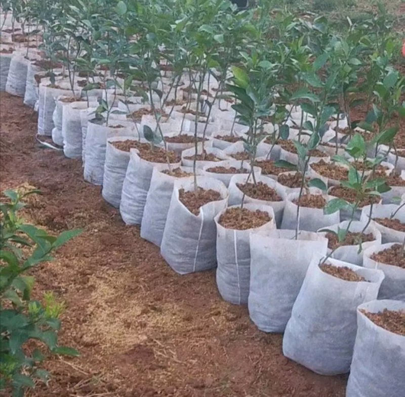 抗老化无纺布杯育苗袋营养袋种植袋源头工厂一件也是批发价