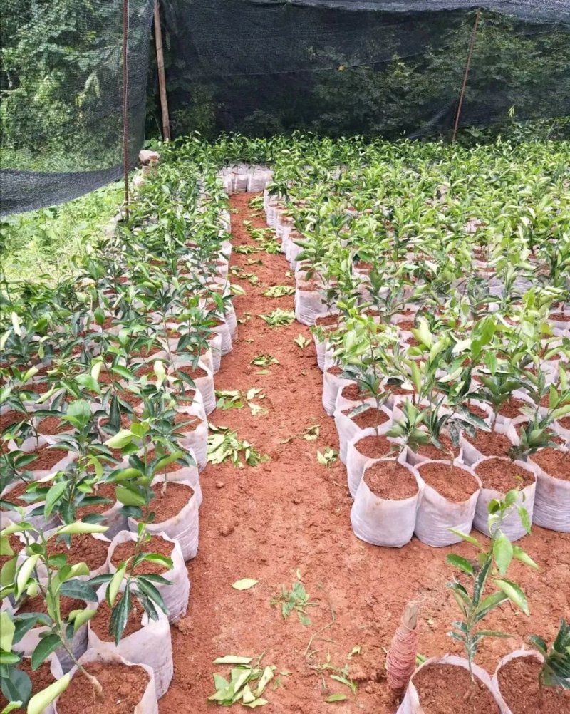 抗老化无纺布杯育苗袋营养袋种植袋源头工厂一件也是批发价