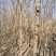 枫树-五角枫3—8公分，规格齐全，大量供应，苗圃直销