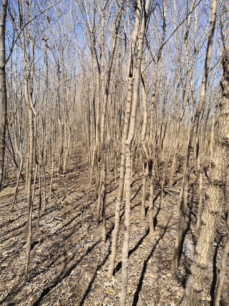 枫树-五角枫3—8公分，规格齐全，大量供应，苗圃直销