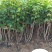 供应，天目琼花80-120高4-5枝，冠幅30-50公分