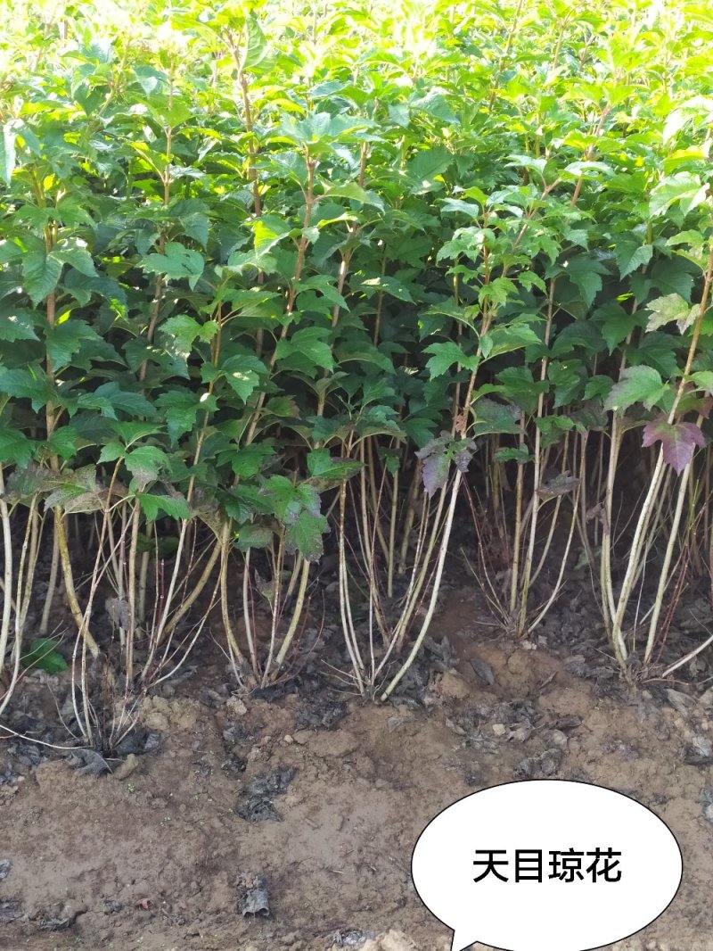 供应，天目琼花80-120高4-5枝，冠幅30-50公分