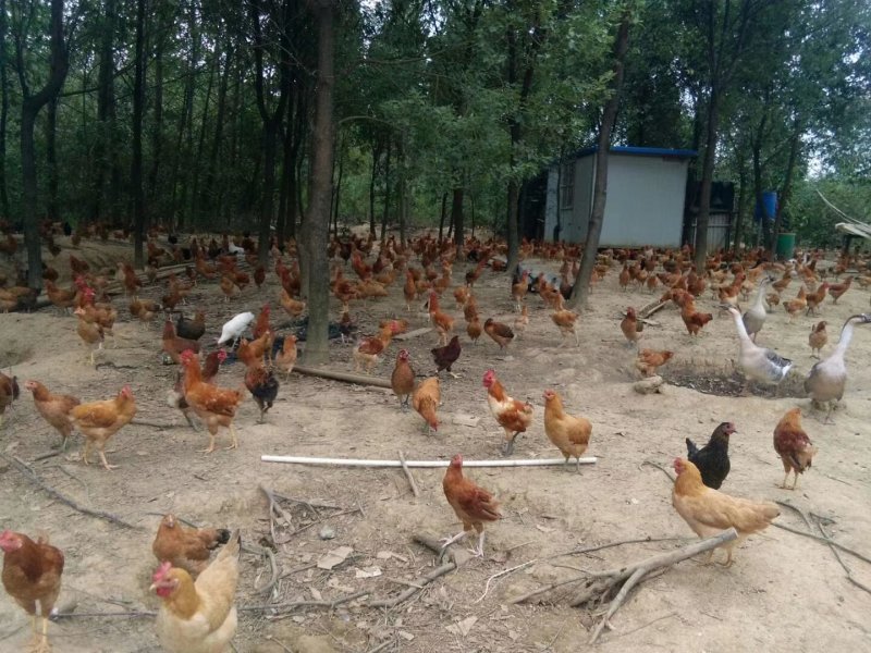正宗散养土鸡蛋一件代发，包邮