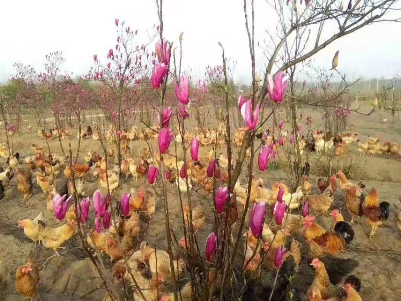 正宗散养土鸡蛋一件代发，包邮