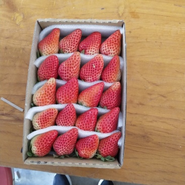 草莓