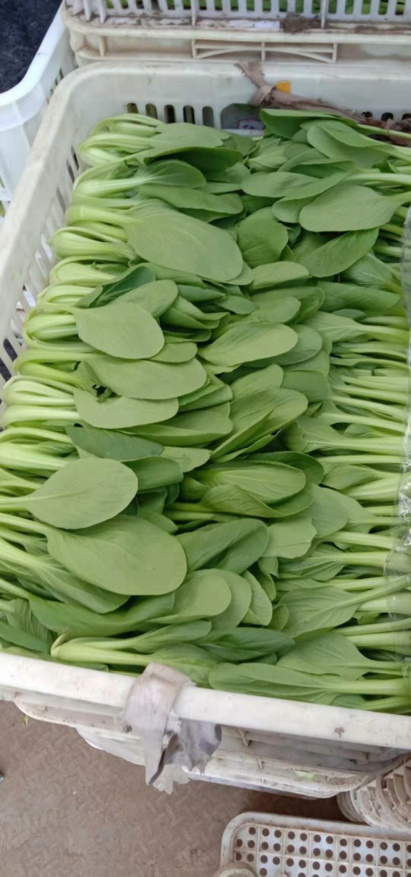 上海青淮上小油菜（荣誉老店）产地直销实力代收
