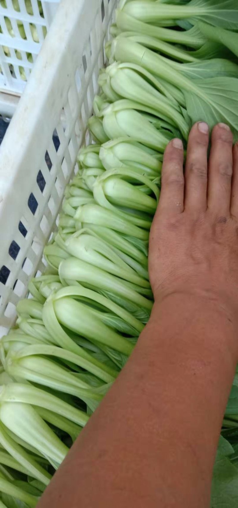 上海青淮上小油菜（荣誉老店）产地直销实力代收