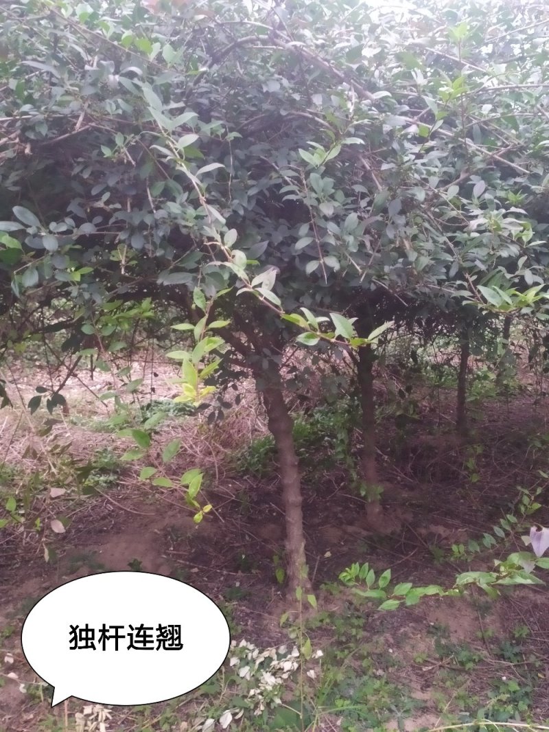 供应，造型金叶榆3-10公分