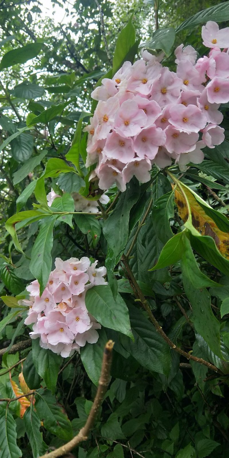 大量出售景区花卉木苗