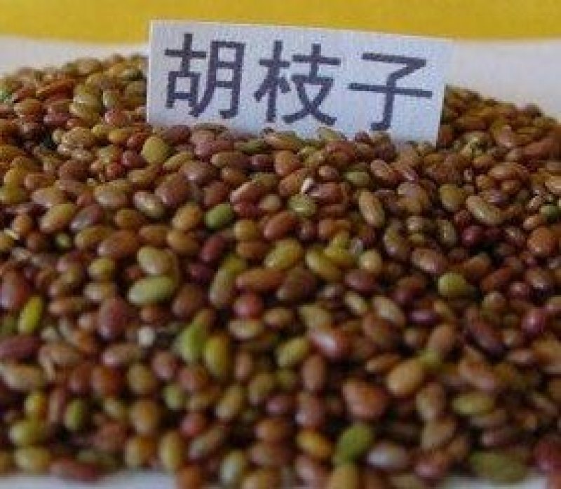 林木种子花卉种子胡枝子种子苗木种子扫皮胡枝条