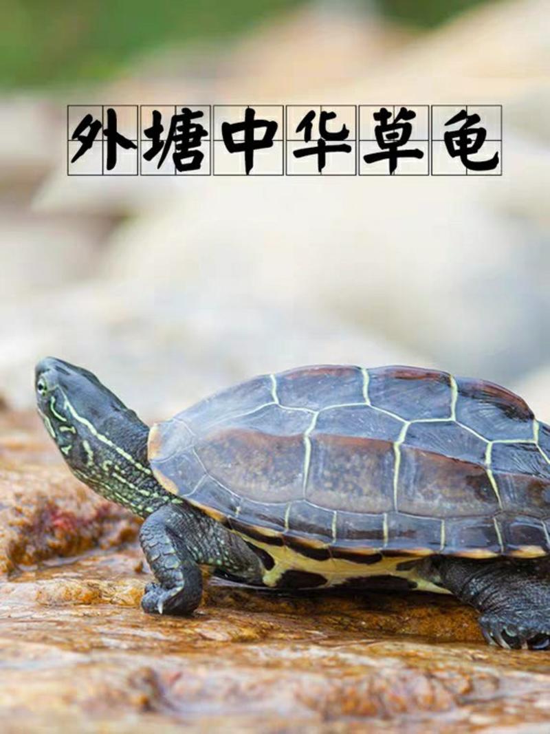 中华草龟乌龟养殖基地批发包邮包活