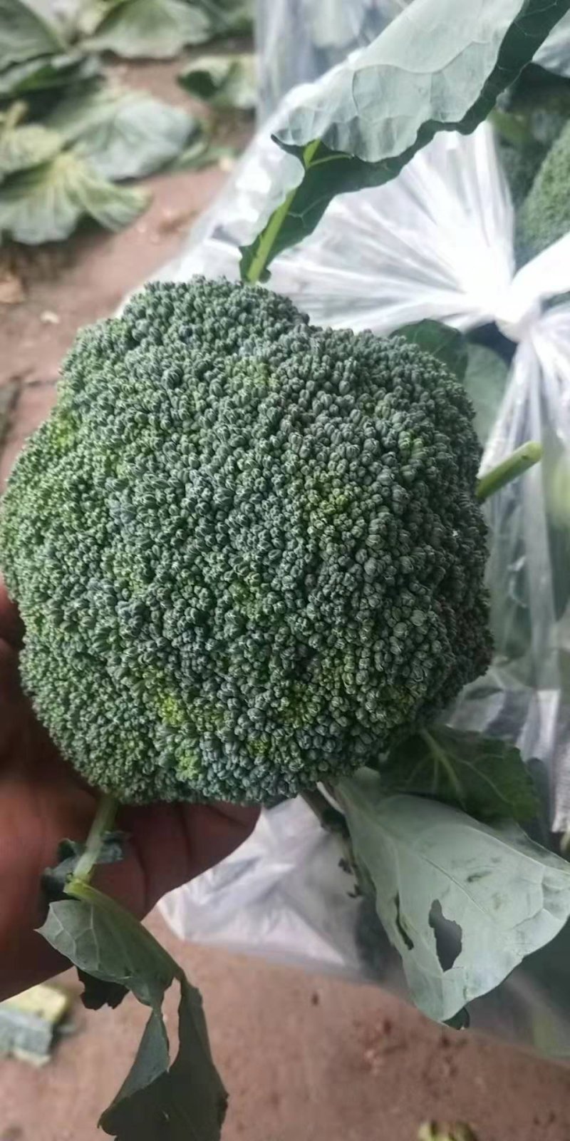 西蓝花，刚刚上市，颜色绿，质量非常好，有需要的联系