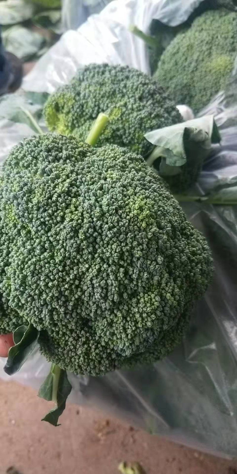 西蓝花，刚刚上市，颜色绿，质量非常好，有需要的联系