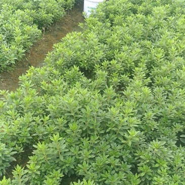 毛娟基地大量供应欢欢迎骚扰