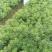 毛娟基地大量供应欢欢迎骚扰
