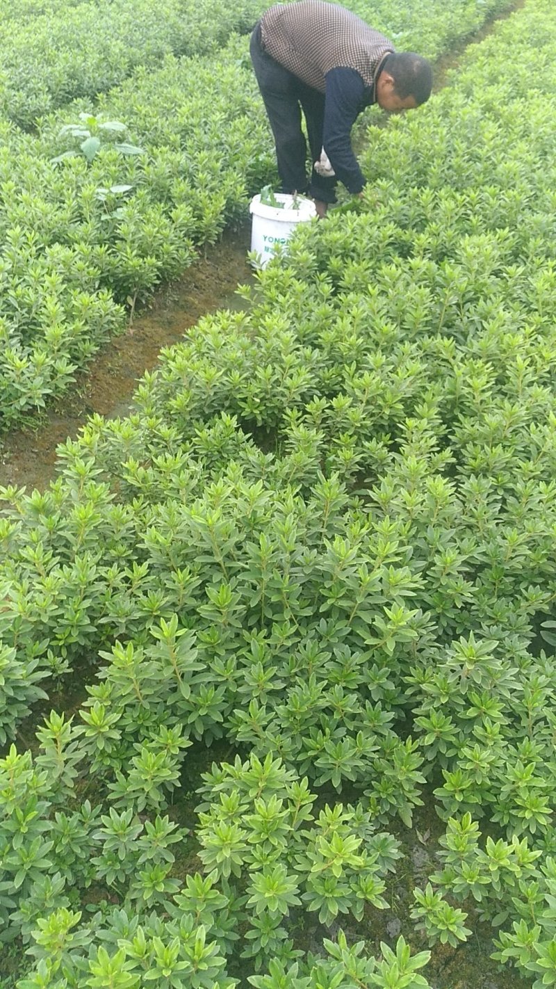 毛娟基地大量供应欢欢迎骚扰