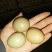 野鸡蛋50g以下食用